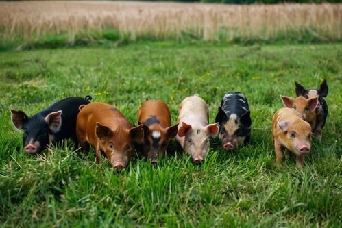 家禽養殖攝影 記錄與實用的完美結合