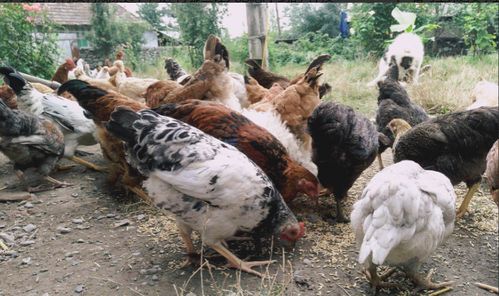 雞舍為何不見蟑螂 探秘家禽的天然清道夫