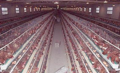 無公害養殖催肥技術解析 生長素效果、價格與光禽屠宰生產指南