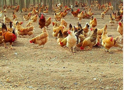 臺風“天鴿”來襲，家禽養殖戶如何做好防災減災工作？