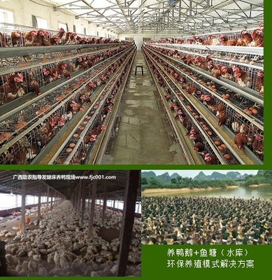 專業助農家禽養殖服務 賦能農戶，提升養殖效益