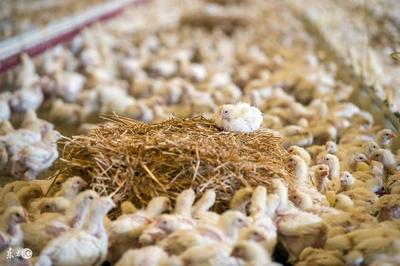 10種低成本蛋白質家禽飼料，為您的養殖業降本增效