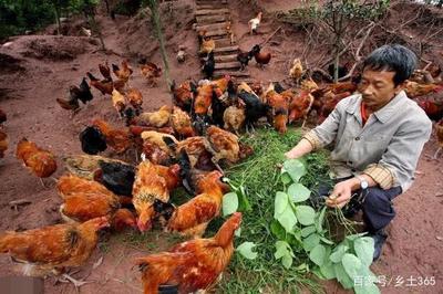 養(yǎng)雞之道 科學養(yǎng)殖與光禽加工的雙重智慧