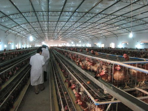 社區(qū)“禁養(yǎng)令”風波 農(nóng)民養(yǎng)殖權(quán)益與基層治理的平衡之道