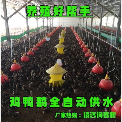 家禽自動飲水器 現(xiàn)代化養(yǎng)殖的高效工具